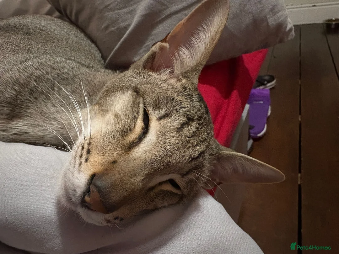 Oriental cats for sale: Tica registered Brown Spotted Tabby Oriental Male - Advert 2