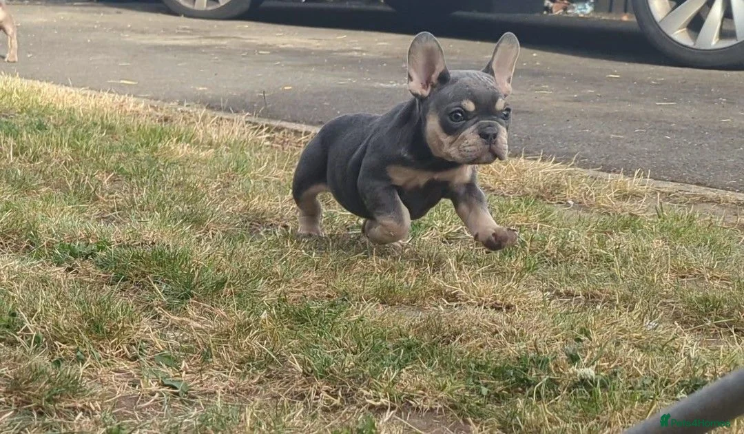 French Bulldog dogs for sale: French bulldog puppy's  - Advert 16