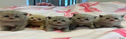 British Shorthair cats for sale: Pedigree British Shorthair Kittens Golden & Lilac - Advert 7