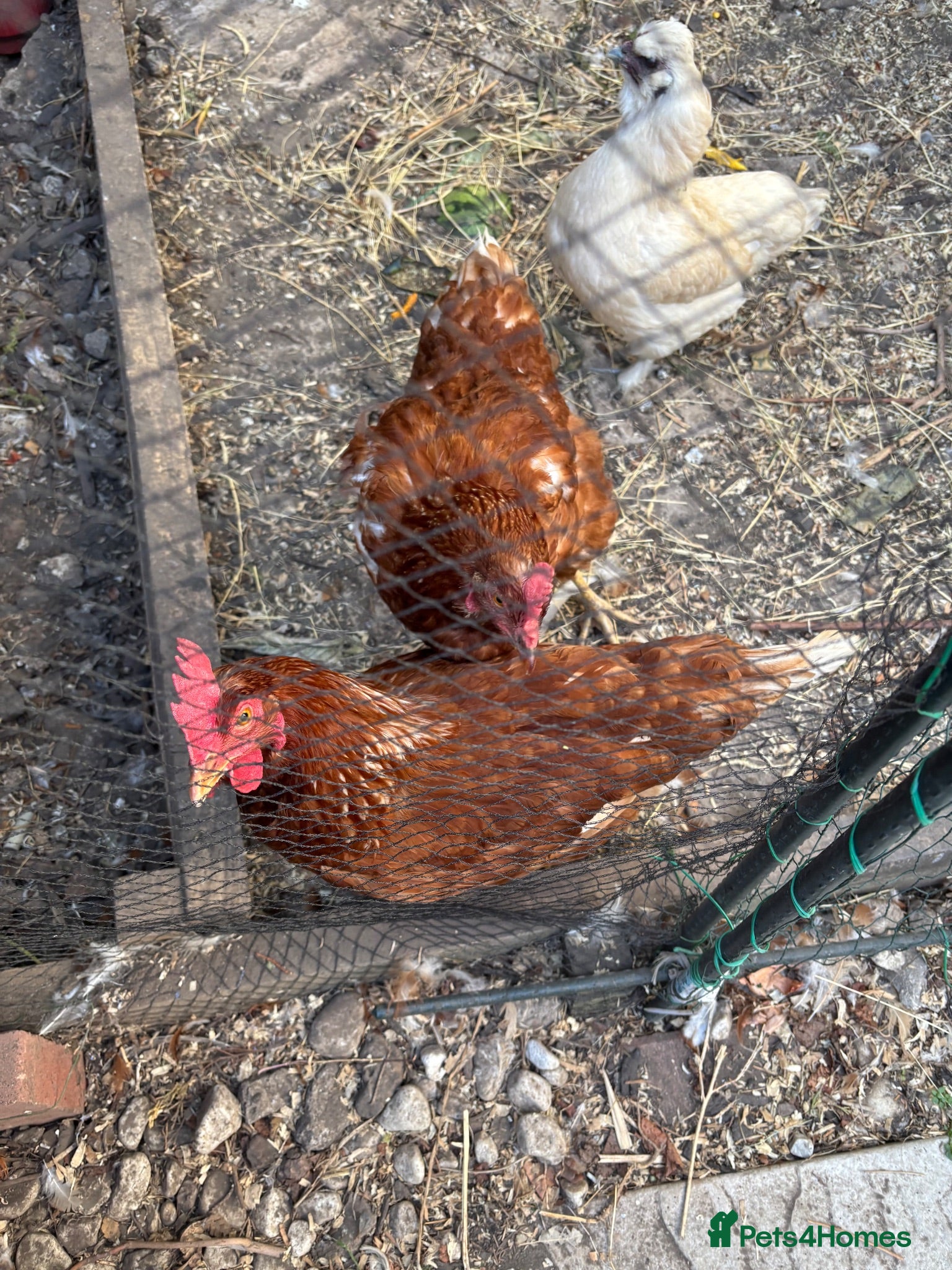 Chickens poultry Egg laying chicken  - Advert 1