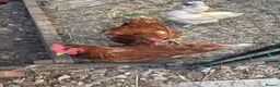 Chickens poultry for sale: Egg laying chicken  - Advert 1