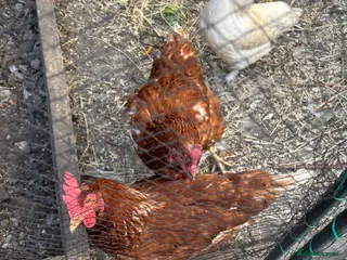 Chickens poultry Egg laying chicken - Advert 3