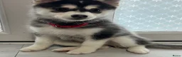 Pomsky dogs for sale: Just 2 left girls f4 pomsky  - Advert 8