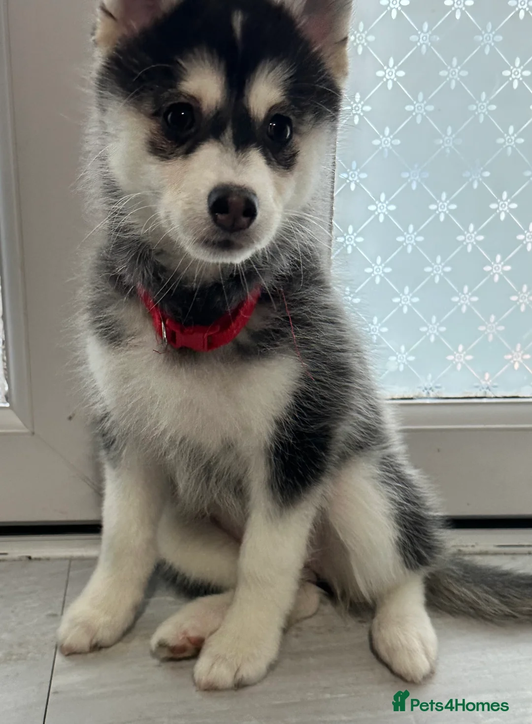 Pomsky dogs for sale: Just 2 left girls f4 pomsky  - Advert 8