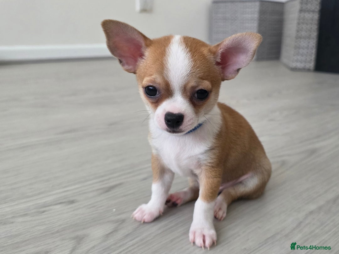 Chihuahua dogs for sale: Chihuahua Puppies 20TH  READY TO GO  - Advert 1