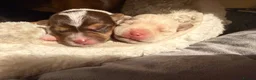 Jack Chi dogs for sale: Beautiful puppy’s  - Advert 4