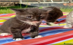 Scottish Fold cats for sale: Olga Bujor  - Image 5