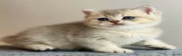 British Shorthair cats for sale: Beautiful AY11 blue golden British shorthair - Advert 4