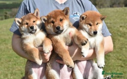 Japanese Shiba Inu dogs for sale: Beautiful Japanese Shiba Inu Puppies - Image 6