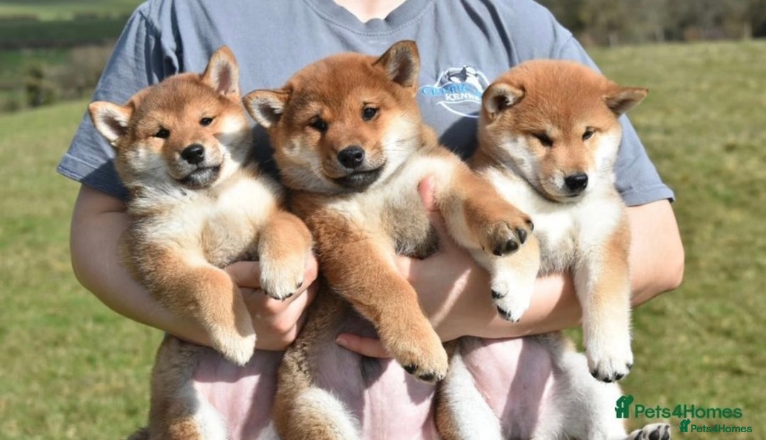 Japanese Shiba Inu dogs for sale: Beautiful Japanese Shiba Inu Puppies - Image 6