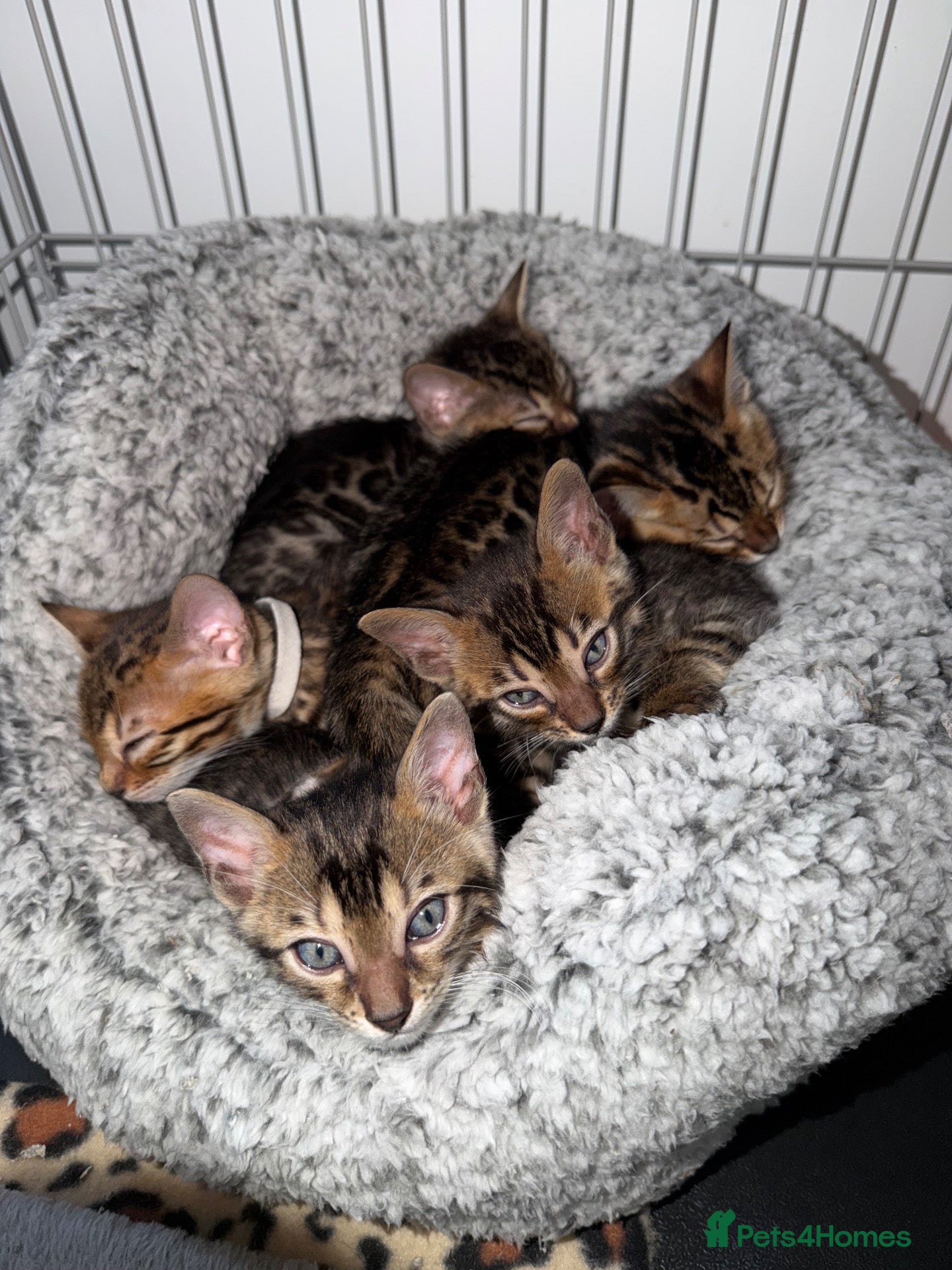 Bengal cats Bengal Male Kittens  - Advert 1