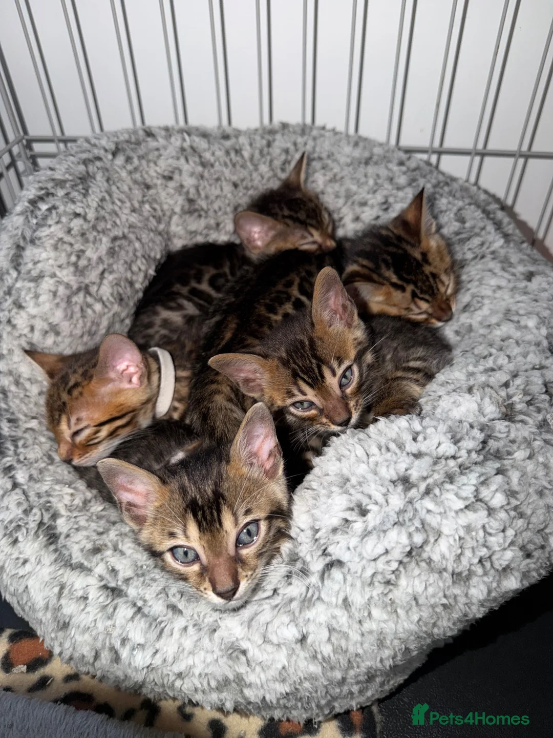 Bengal cats for sale: Bengal Male Kittens  - Advert 1