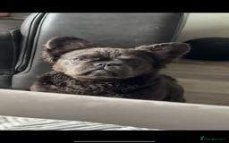 French Bulldog dogs for sale: Black fluffy French bulldog female  - Image 1