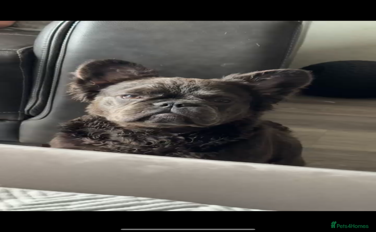 French Bulldog dogs for sale - Advert 2