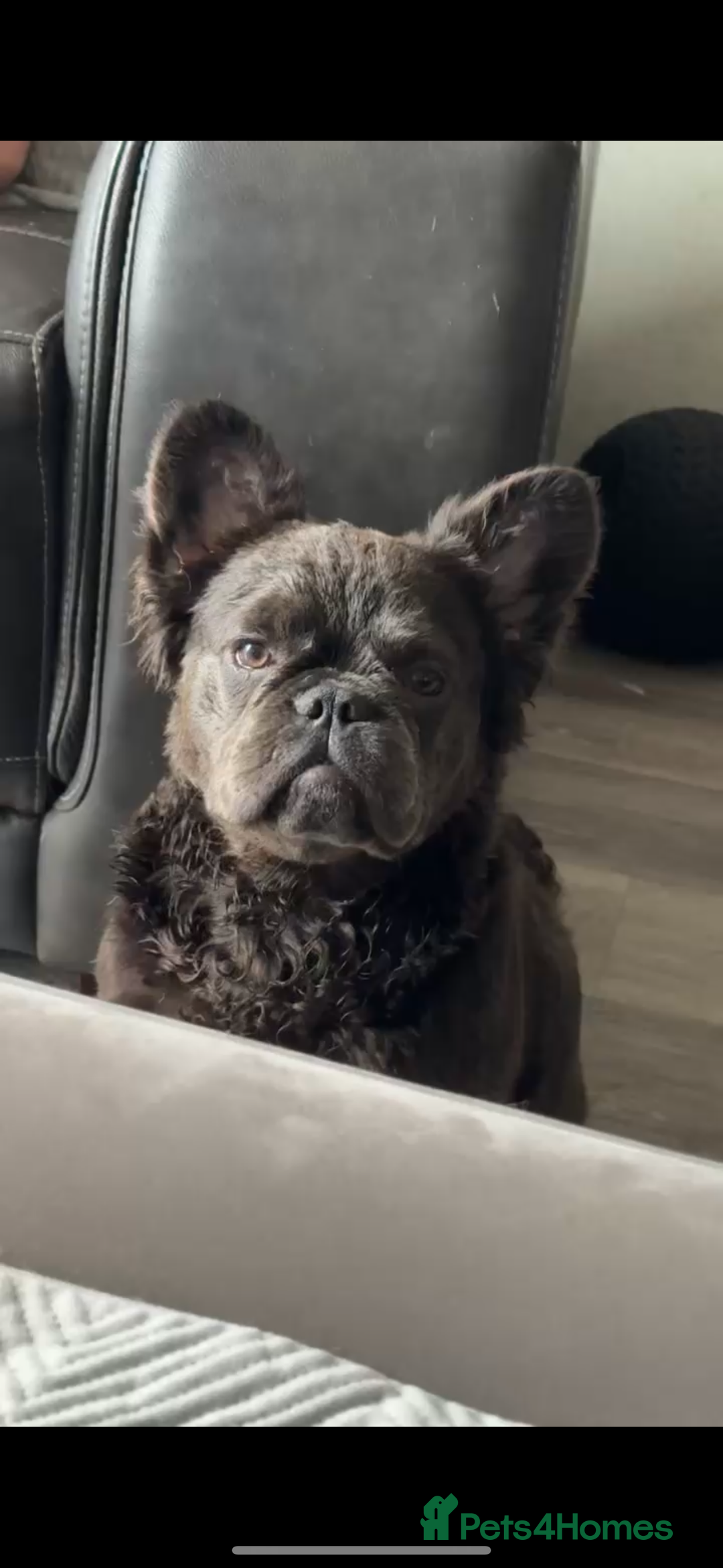French Bulldog dogs for sale: Black fluffy French bulldog female  - Image 1