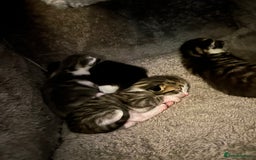 Mixed Breed cats for sale: 5 gorgeous kittens - Image 4