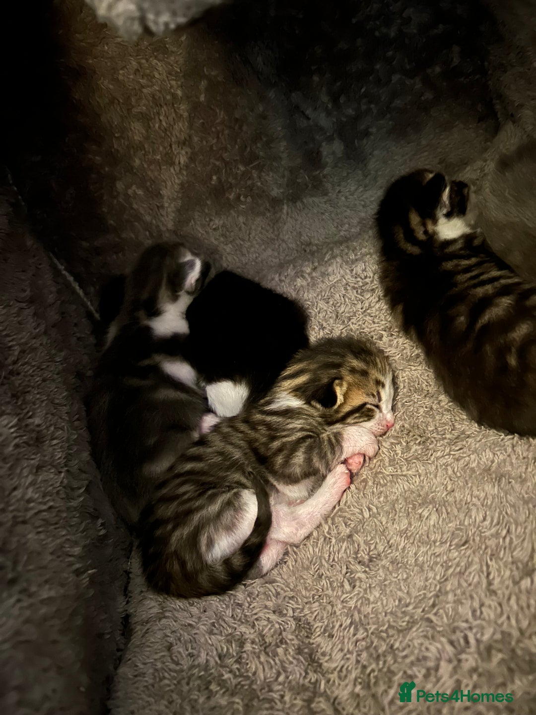 Mixed Breed cats for sale: 5 gorgeous kittens - Image 4