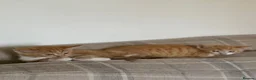 Mixed Breed cats for sale: Two boy ginger kittens  - Advert 12