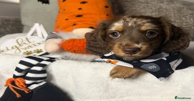 Miniature Dachshund dogs - Advert 11