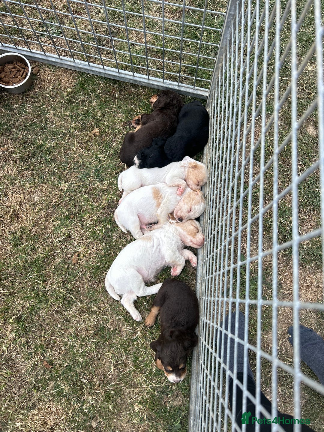 Cocker Spaniel dogs for sale: 5th generation, family, Cocker Spaniel Puppies - Image 3