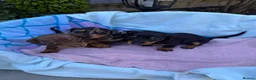 Dachshund dogs for sale: Beautiful Dachshund pups for sale  - Advert 2