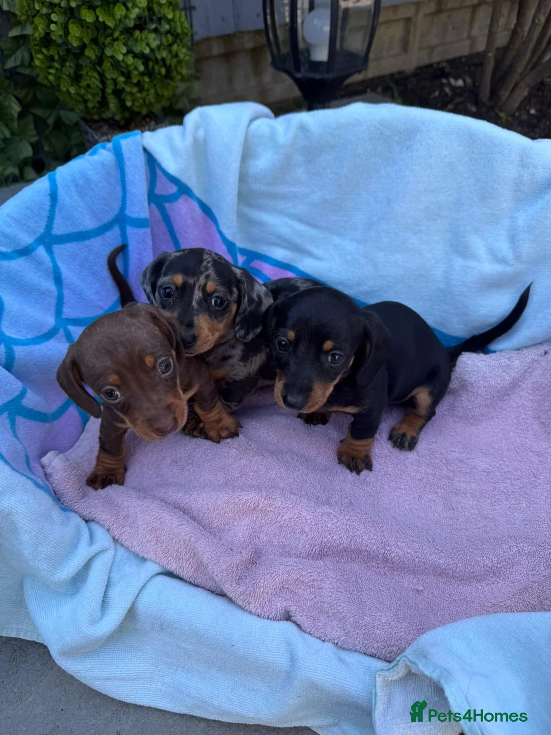 Dachshund dogs for sale: Beautiful Dachshund pups for sale  - Advert 2