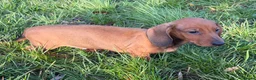 Dachshund dogs for sale: Champion Bred KC Smooth Dachshund Male Pup - Advert 5
