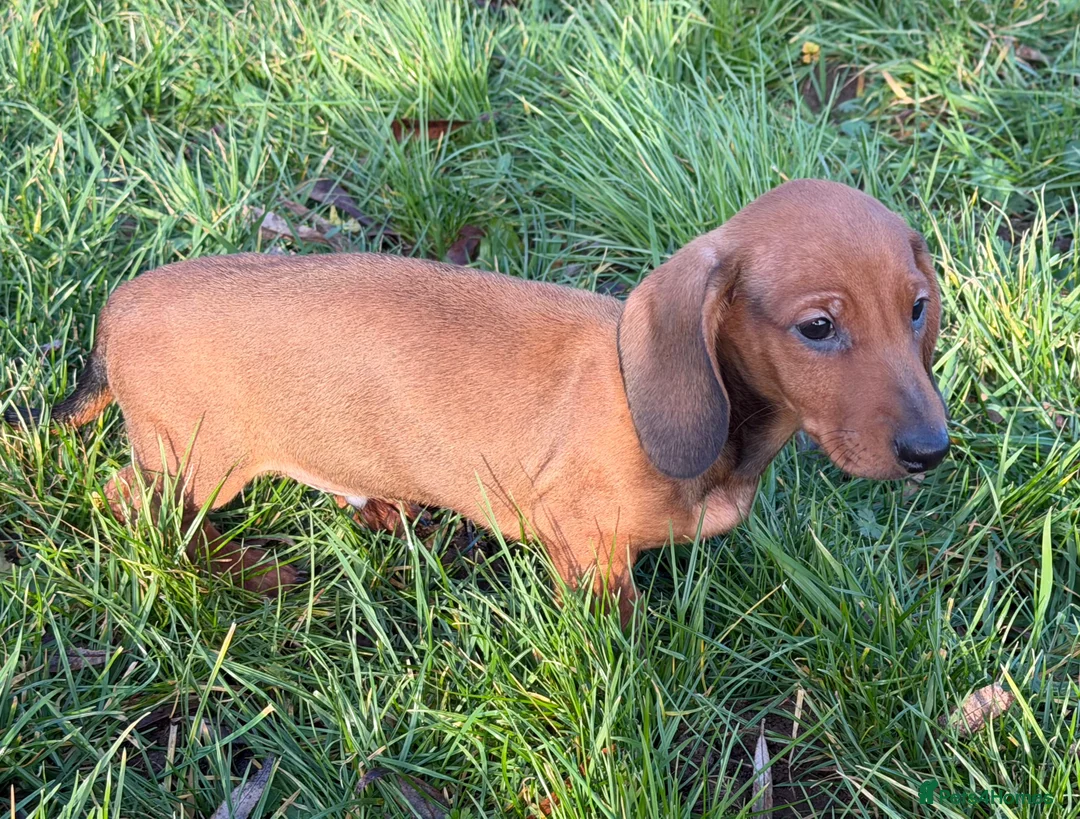 Dachshund dogs for sale: Champion Bred KC Smooth Dachshund Male Pup - Advert 5