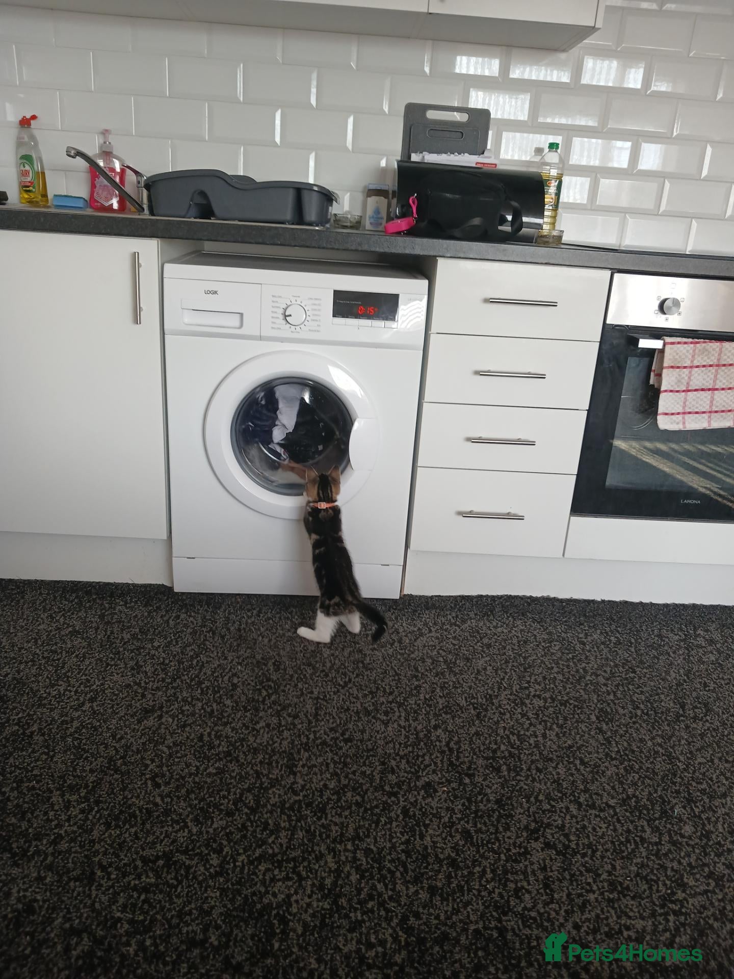 Domestic Shorthair cats for sale: MISS REBECCA L COURTENAY - Advert 13