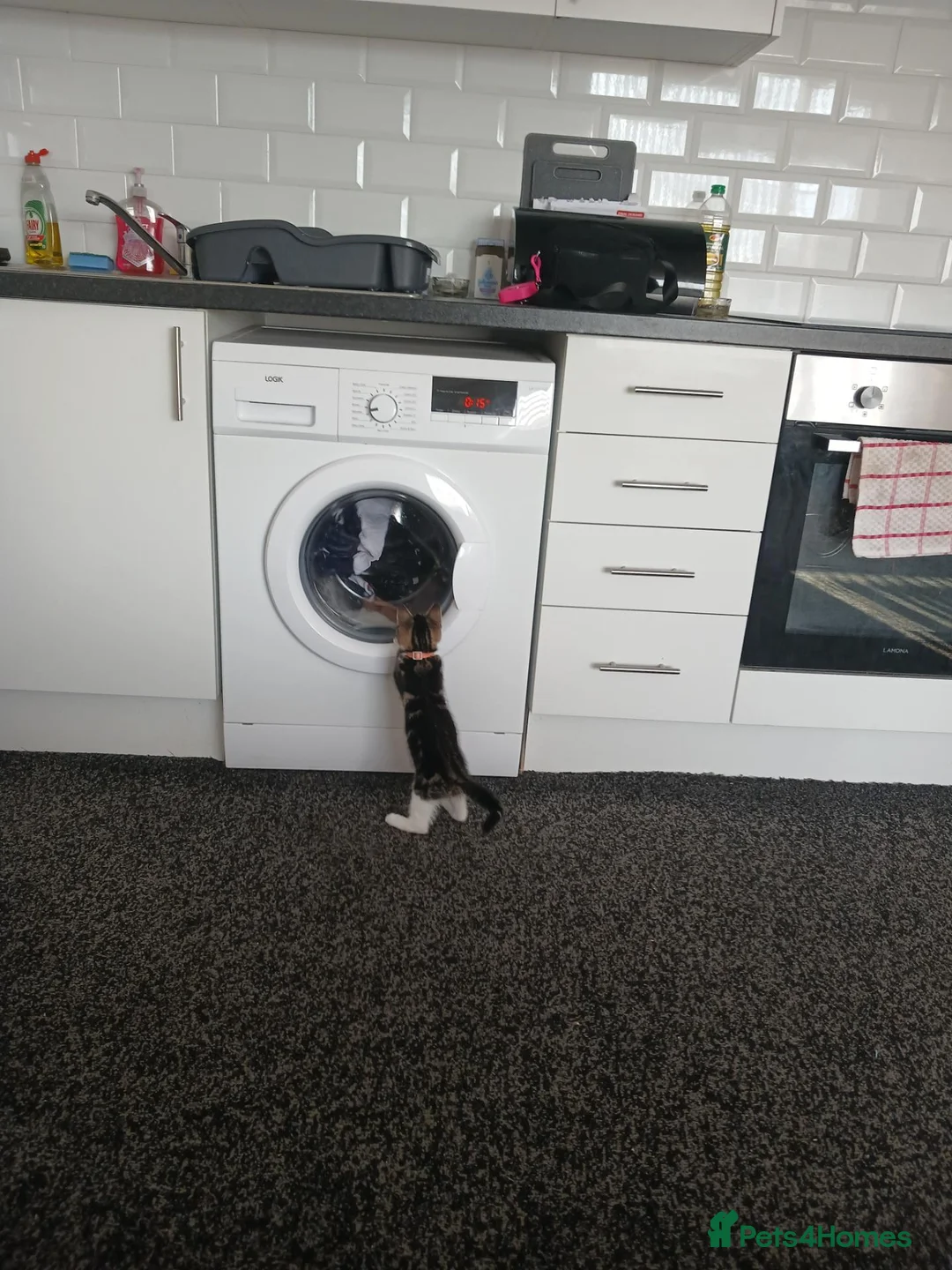 Domestic Shorthair cats for sale: MISS REBECCA L COURTENAY in Staines - Advert 1
