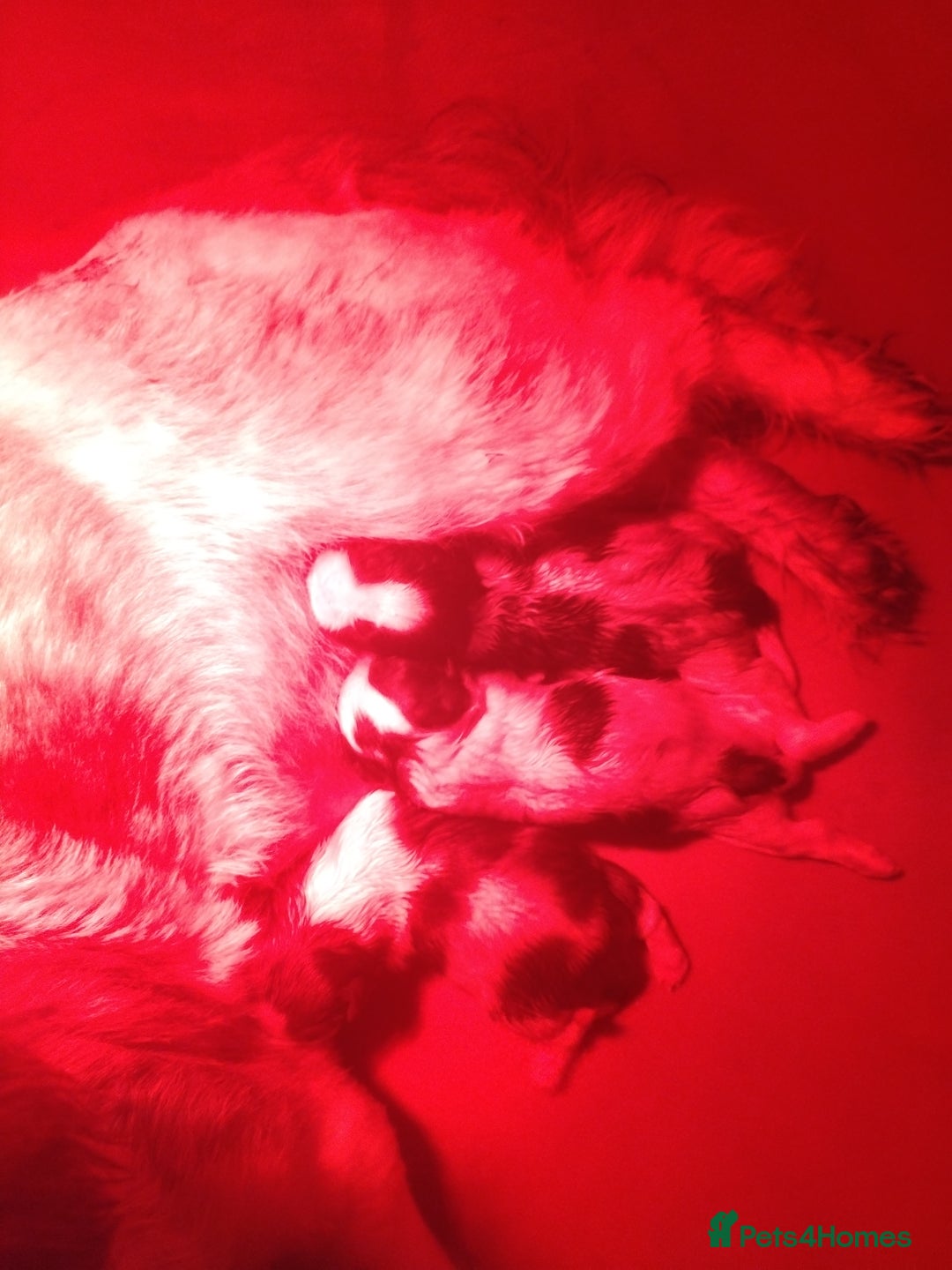 Shih Tzu dogs for sale: Beautiful shih tzus for loving homes - Advert 3