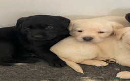 Labrador Retriever dogs for sale: Yellow and Black Labrador puppies  - Image 4