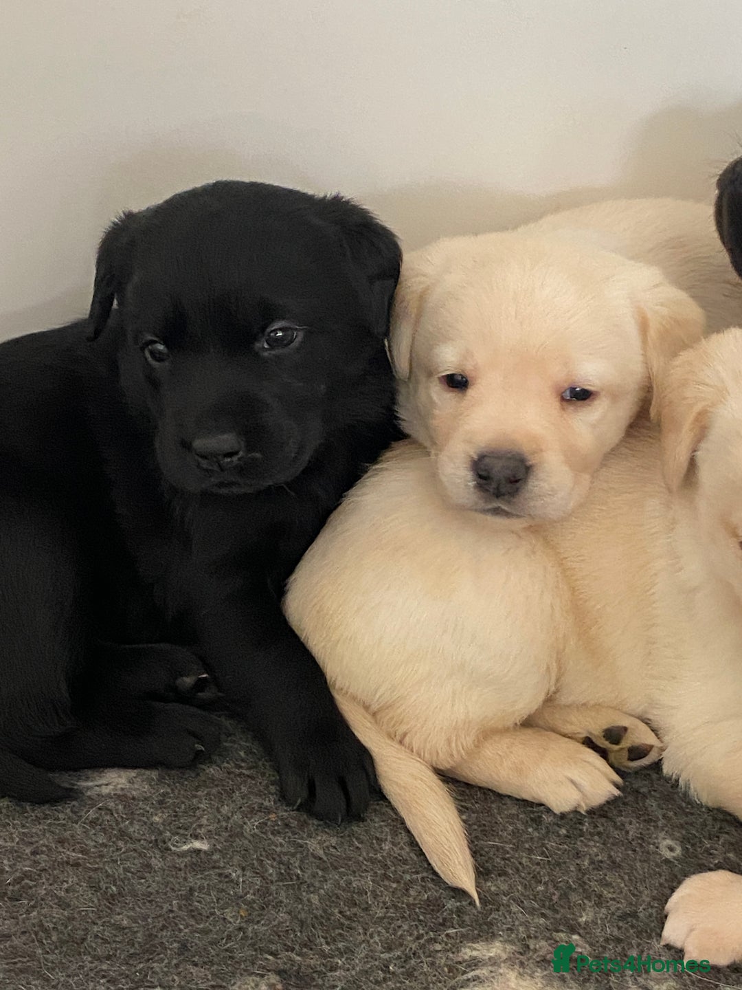 Labrador Retriever dogs for sale: Yellow and Black Labrador puppies  - Image 4