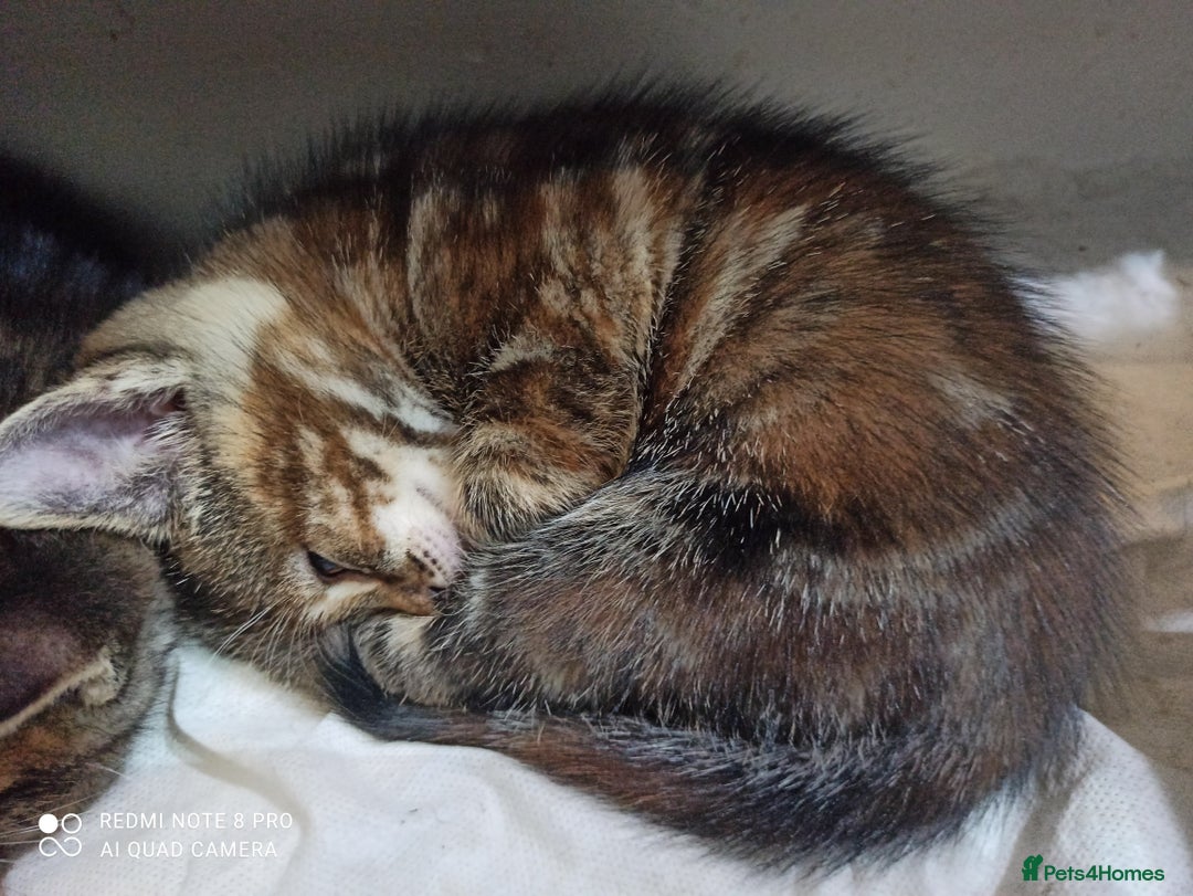 British Shorthair cats for sale: Beautiful tabby kittens - Image 19