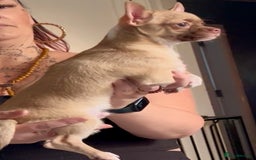 Chihuahua dogs for sale: Chihuahua 2 boys pups - Image 10
