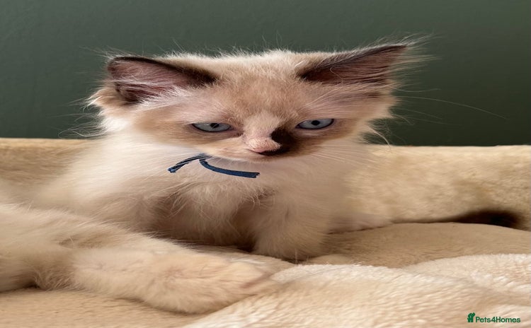 Ragdoll cats - Advert 1