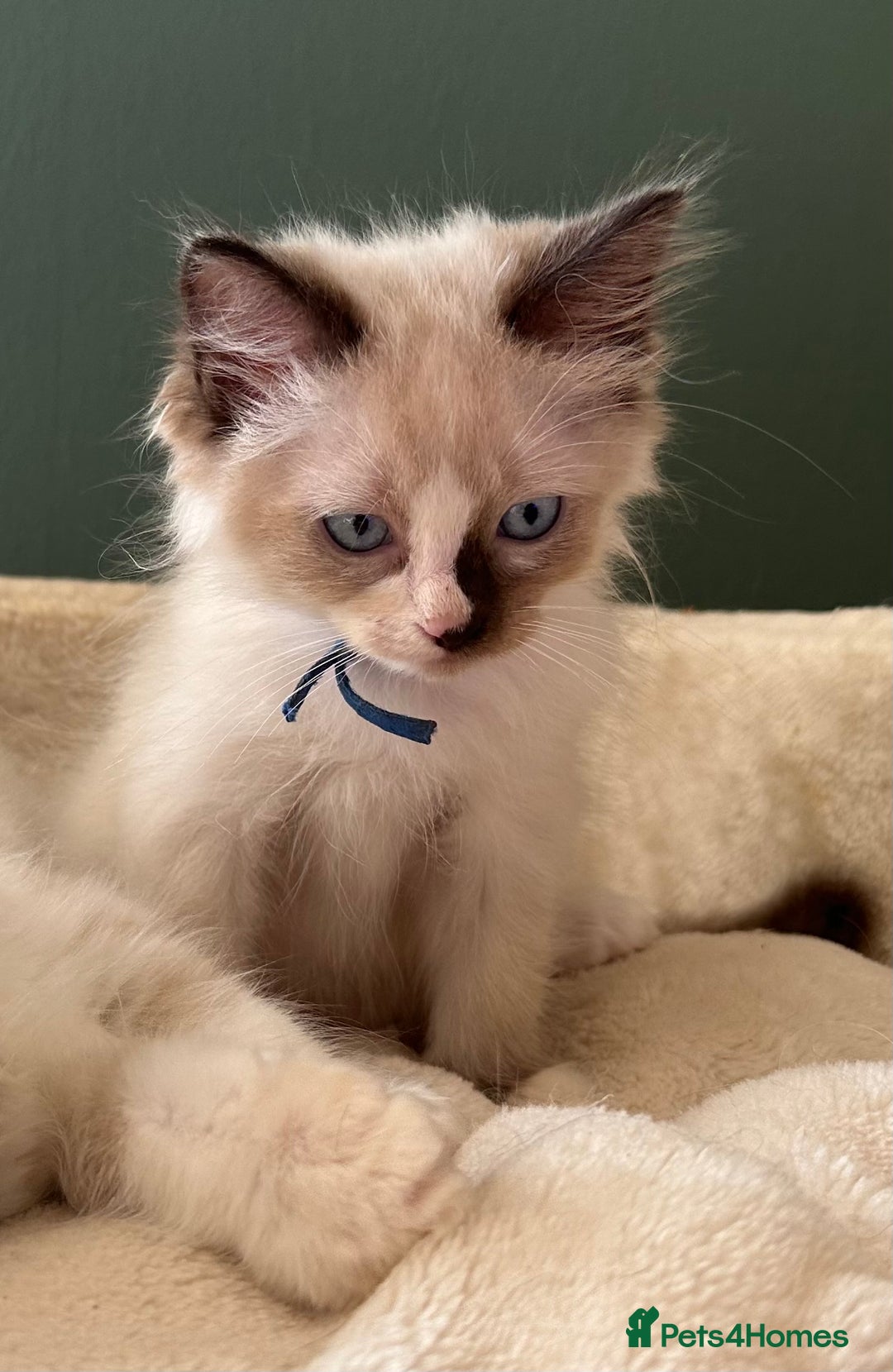 Ragdoll cats for sale: Ragdoll Boy  - Image 1