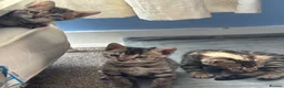 Bengal cats for sale: Stunning Purebred Bengal Kittens in London - Advert 6