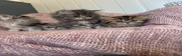 Persian cats for sale: Chinchilla Persian kittens doll face  - Advert 5