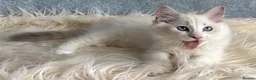 Ragdoll cats for sale: Beautiful Tica Register Kittens Ragdoll - Advert 31