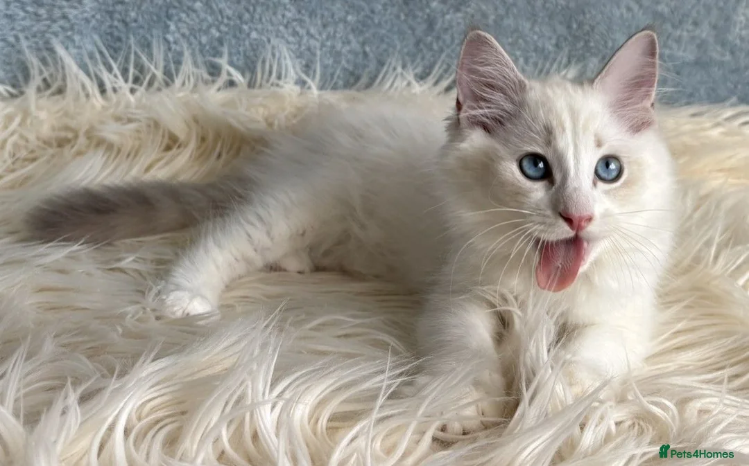 Ragdoll cats for sale: Beautiful Tica Register Kittens Ragdoll - Advert 31