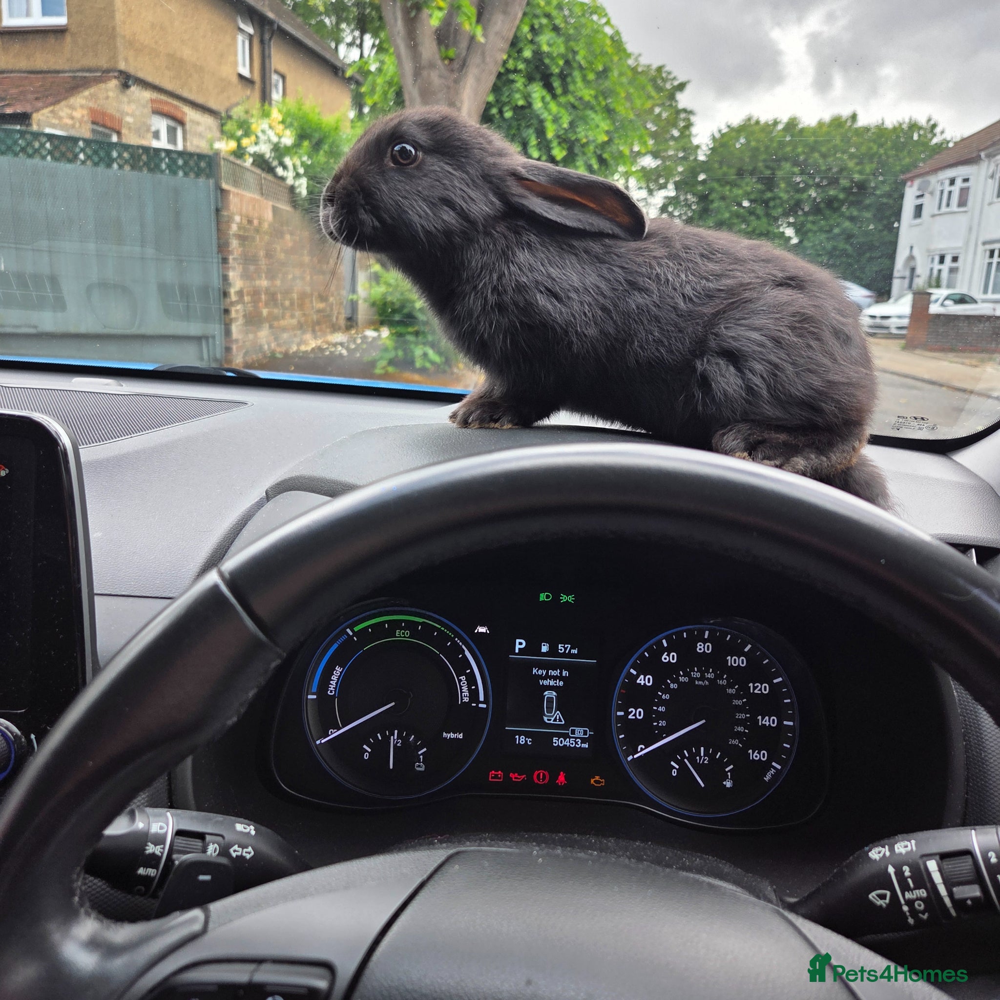 Mini Lion Lop rabbits One cute bunny girl  - Advert 1