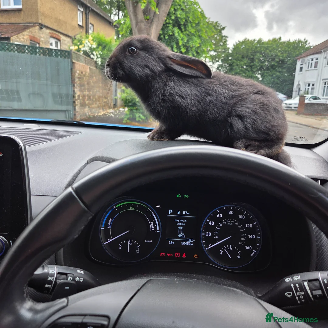 Mini Lion Lop rabbits for sale: One cute bunny girl  - Advert 1