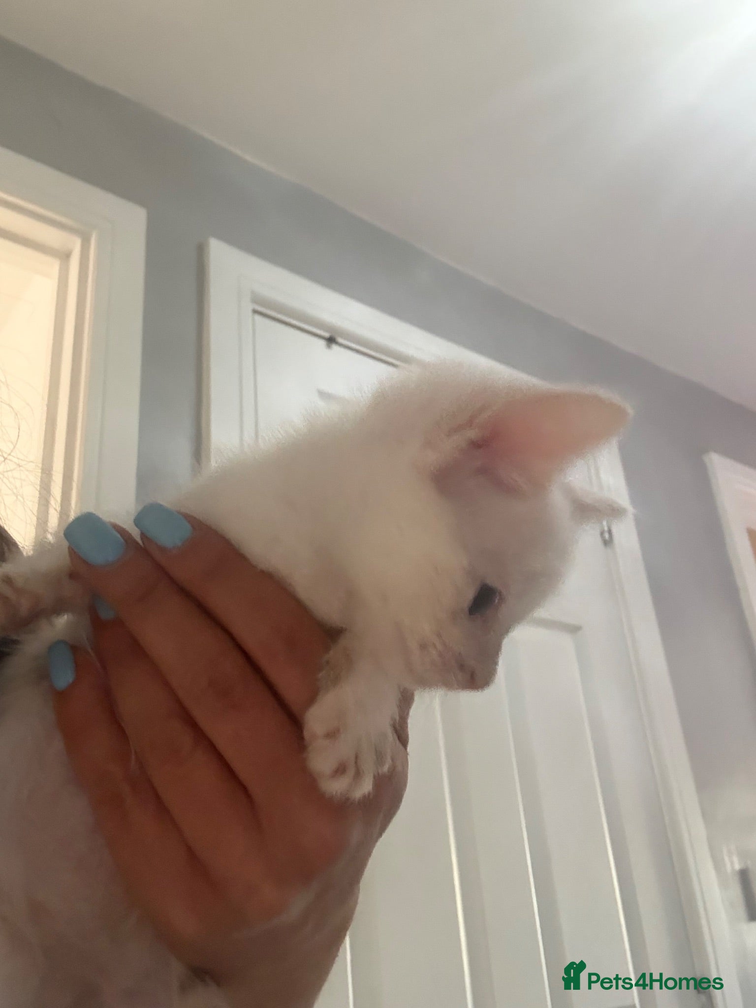 Mixed Breed cats AVAILABLE 2 male 💙 reduced to find homes - Advert 1