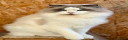 Ragdoll cats for sale: Champion line TICA registered Ragdoll kittens  - Advert 9