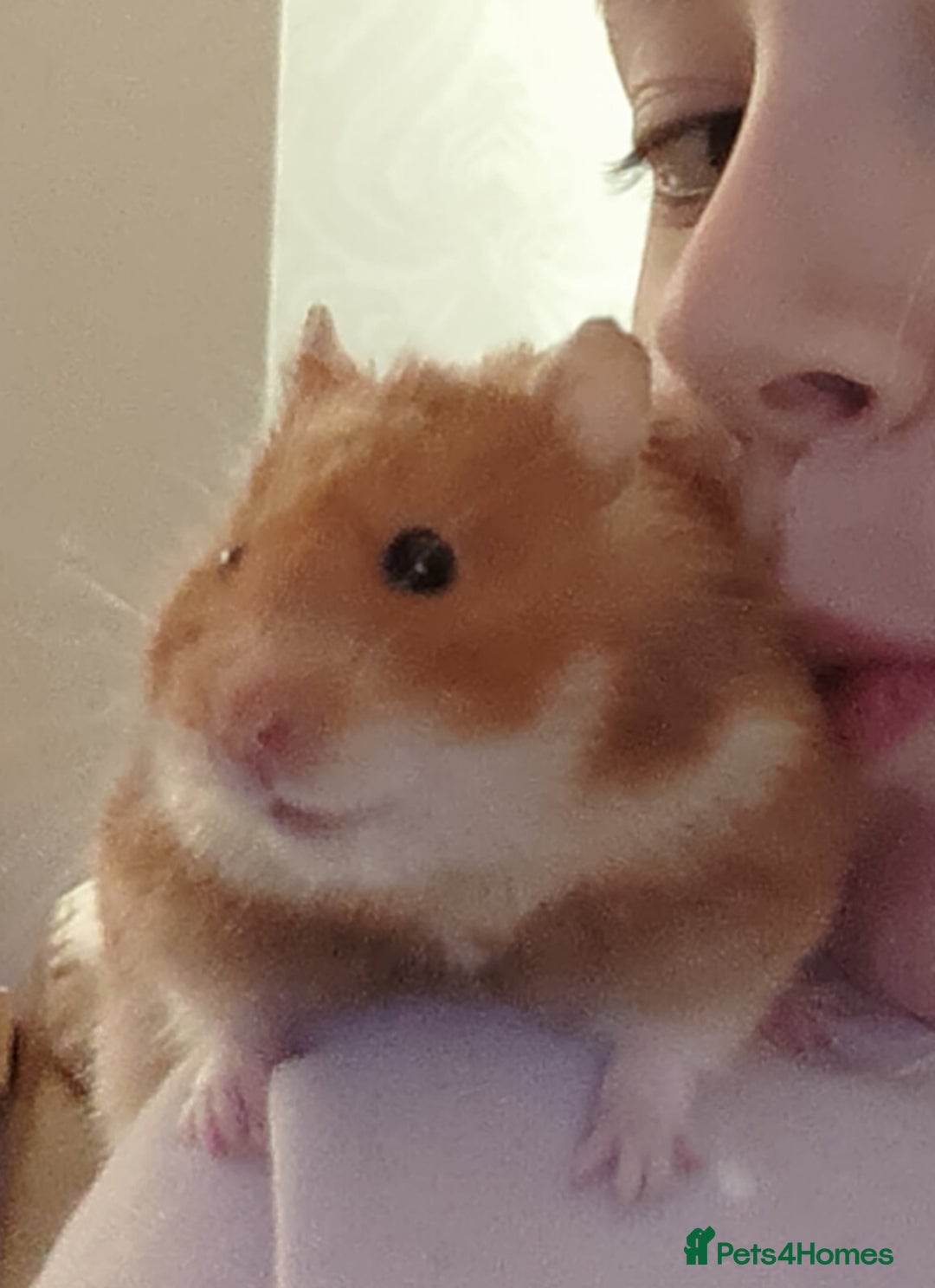 Hamster rodents for sale: Syrian hamster looking for loving new home. - Image 2