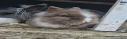 Lionhead rabbits for sale: Double Mane Lionhead Bunnies  - Advert 9