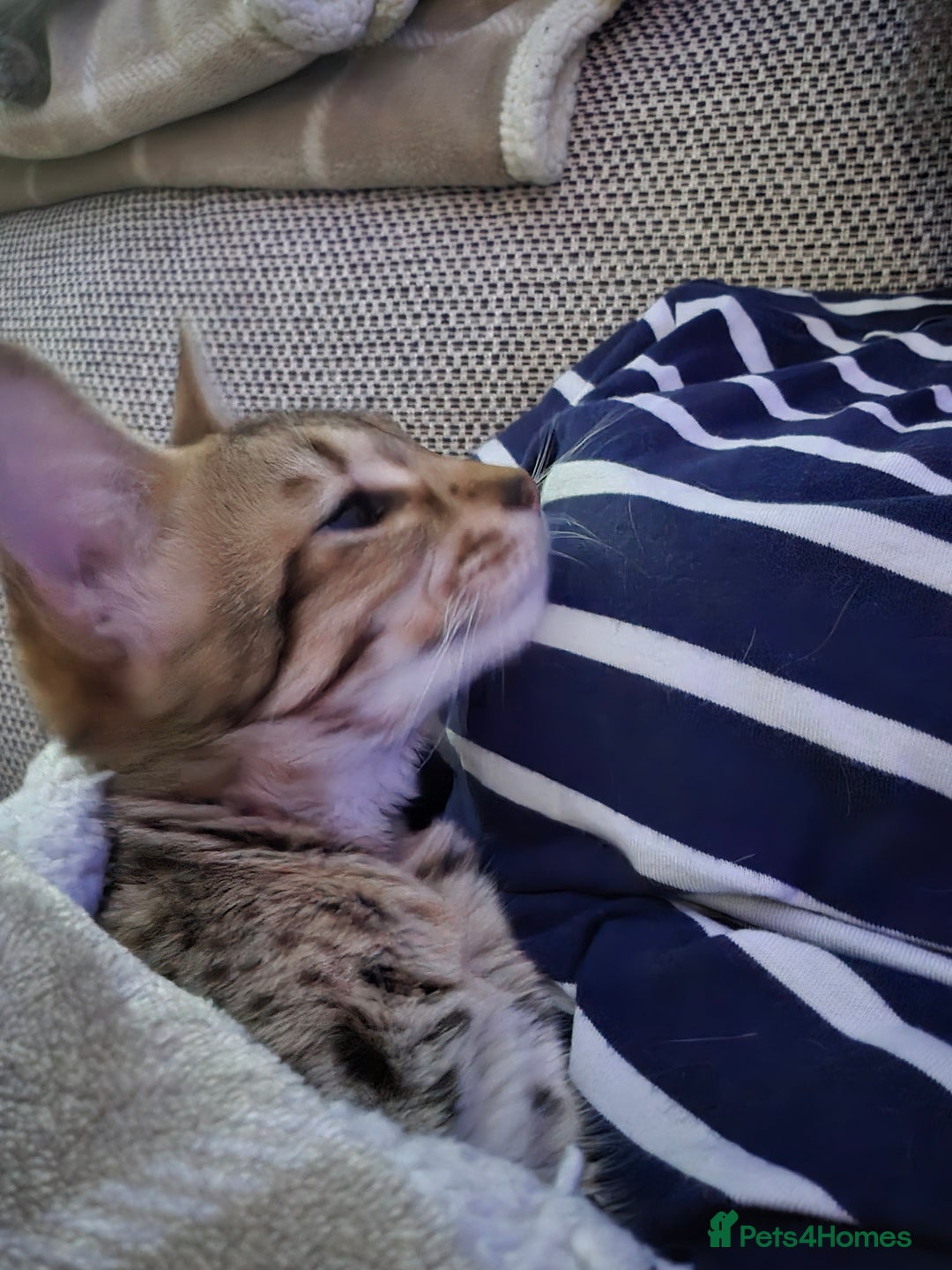 Savannah cats for sale: F3 Savannah female  - Image 3