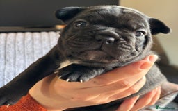 French Bulldog dogs for sale: 9 Beautiful French Bulldog Puppies for Sale - Image 5