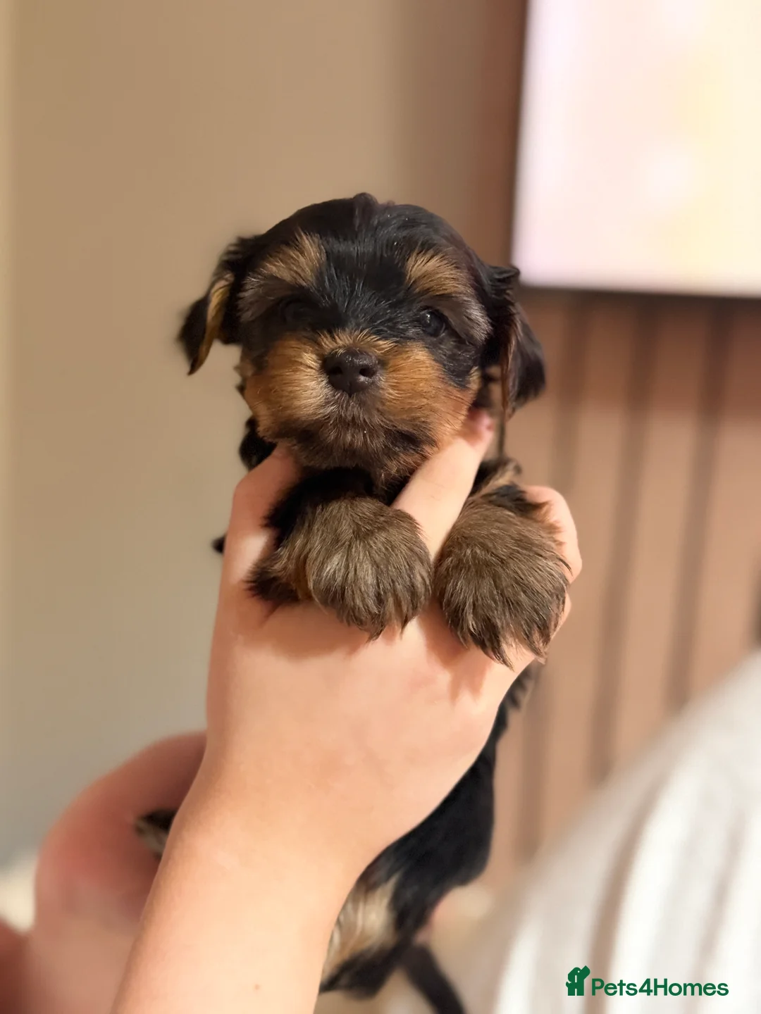 Yorkshire Terrier dogs for sale: Yorkshire terrier puppies 2 boys and 1 girl left  - Advert 3